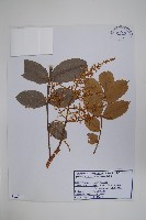 藏品(鹽膚木)的圖片