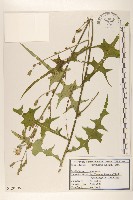 藏品(鵝仔草)的圖片