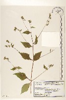 藏品(毛梗豨薟)的圖片