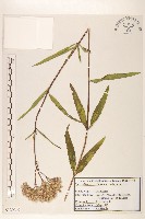 藏品(林氏澤蘭)的圖片