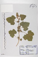 藏品(蒼耳)的圖片