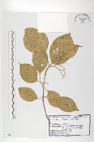 藏品(朝鮮山茱萸)的圖片