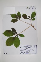 藏品(短梗五加)的圖片