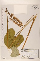 藏品(狹苞橐吾)的圖片