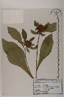 藏品(大花金挖耳)的圖片