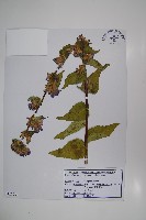 藏品(聚花風鈴草)的圖片