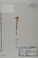 藏品(簇莖石竹)的圖片