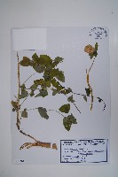 藏品(台參)的圖片