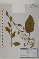 藏品(東鳳菜)的圖片