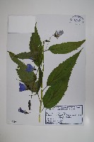 藏品(大花沙參)的圖片