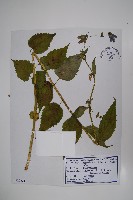 藏品(薄葉薺苨)的圖片