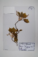 藏品(青楷槭)的圖片