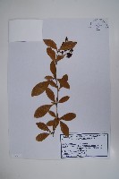 藏品(大葉小蘗)的圖片