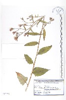 藏品(東北鳳毛菊)的圖片