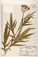 藏品(麻葉千里光)的圖片