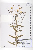 藏品(山柳菊)的圖片