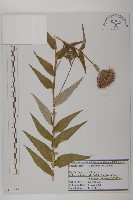 藏品(野薊)的圖片