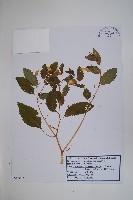 藏品(水金鳳)的圖片