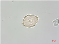 藏品(稜子芹)的圖片