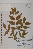 藏品(瘤枝衛矛)的圖片