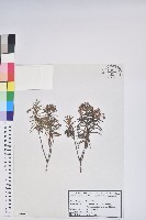 藏品(小葉杜香)的圖片