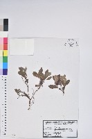 藏品(紅北極果)的圖片