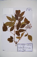 藏品(朝鮮接骨木)的圖片