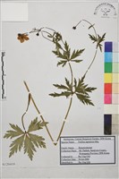 藏品(長白金蓮花)的圖片