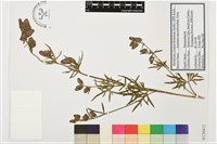 藏品(細葉烏頭)的圖片