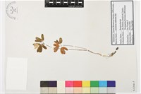 藏品(多被銀蓮花)的圖片