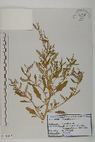 藏品(灰綠藜)的圖片