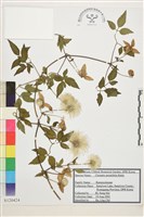 藏品(齒葉鐵線蓮)的圖片