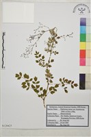 藏品(東亞唐松草)的圖片