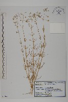 藏品(大爪草)的圖片