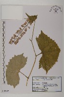 藏品(耳葉兔兒傘)的圖片