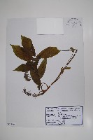 藏品(山茄子)的圖片