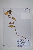 藏品(紫斑風鈴草)的圖片