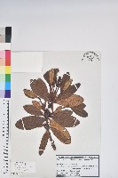 藏品(牛皮杜鵑)的圖片