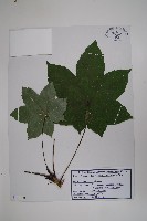 藏品(刺楸)的圖片