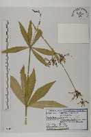 藏品()的圖片