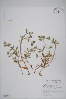 藏品(短穗假千日紅)的圖片