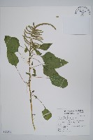 藏品(青莧)的圖片