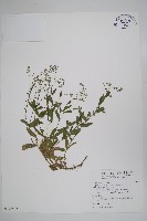 藏品(野勿忘草)的圖片