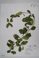 藏品(武靴藤)的圖片