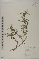 藏品(鱧腸)的圖片