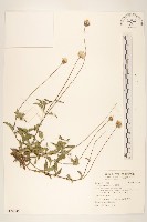 藏品(長柄菊)的圖片