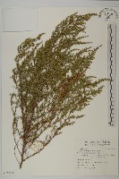 藏品(茵蔯蒿)的圖片