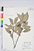 藏品(青剛櫟、鐵椆)的圖片