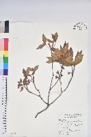 藏品(棲蘭山杜鵑)的圖片