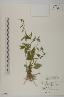 藏品(細川氏天名精)的圖片